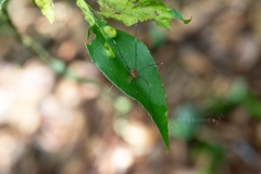 Pseudogagrella splendens