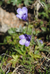 Pinguicula leptoceras