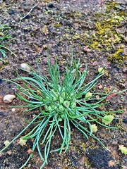 Isoetopsis graminifolia