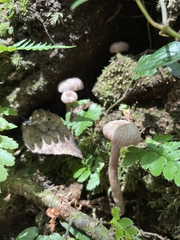 Laccaria vinaceoavellanea
