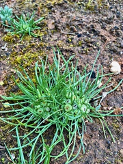 Isoetopsis graminifolia