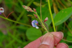 Desmodium grahamii