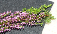 Erica opulenta