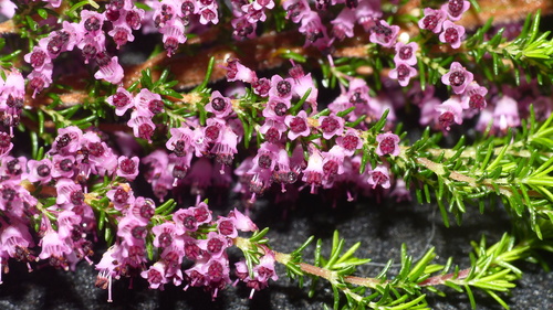 Erica opulenta
