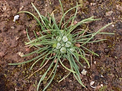 Isoetopsis graminifolia