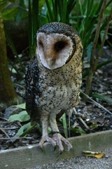 Tyto novaehollandiae