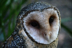 Tyto novaehollandiae