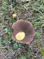 Suillus bresadolae