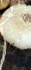 Cyclocybe aegerita