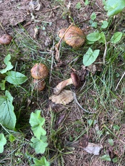 Suillus bresadolae