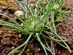 Isoetopsis graminifolia