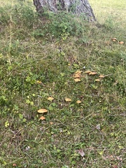 Suillus bresadolae