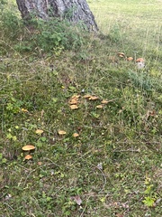 Suillus bresadolae