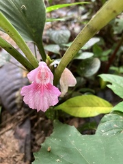 Boesenbergia