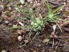 Isoetopsis graminifolia