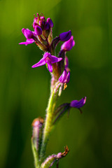 Cynorkis anacamptoides