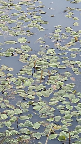 Potamogeton tricarinatus observed 2022-08-14