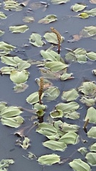 Potamogeton tricarinatus
