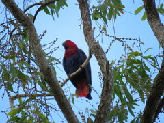 Eclectus roratus