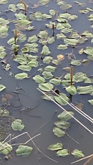 Potamogeton tricarinatus