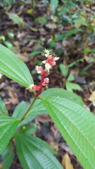 Miconia lappacea