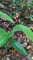 Miconia lappacea