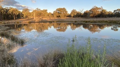 Potamogeton tricarinatus