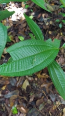 Miconia lappacea