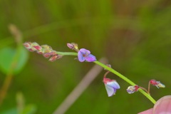 Desmodium grahamii