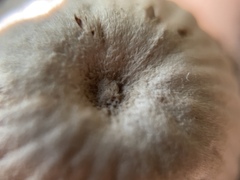 Laccaria vinaceoavellanea