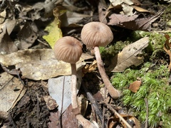 Laccaria vinaceoavellanea
