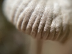 Laccaria vinaceoavellanea
