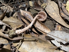 Laccaria vinaceoavellanea