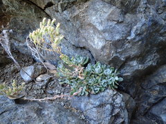 Sedum albomarginatum