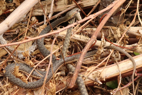 Eastern Montpellier Snake, Malpolon insignitus