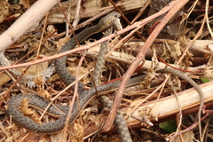 Malpolon insignitus fuscus