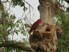 Eclectus roratus