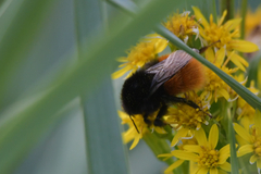 Bombus alpinus