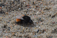 Bombus alpinus
