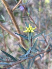 Pimelea neoanglica