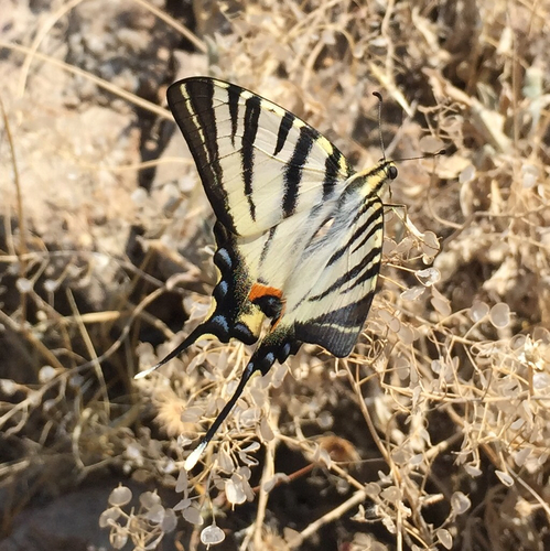 Scarce swallowtail