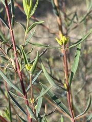 Pimelea neoanglica