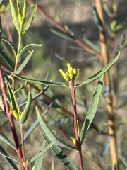 Pimelea neoanglica
