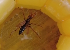 Cryptocheilus octomaculatus