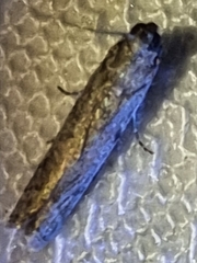 Cryptaspasma sordida