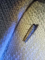 Cryptaspasma sordida
