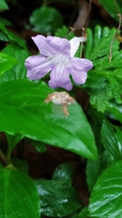 Ruellia rubra
