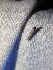 Cryptaspasma sordida