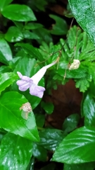 Ruellia rubra
