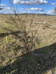 Pimelea neoanglica